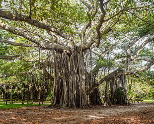 HUGH TAYLOR BIRCH STATE PARK